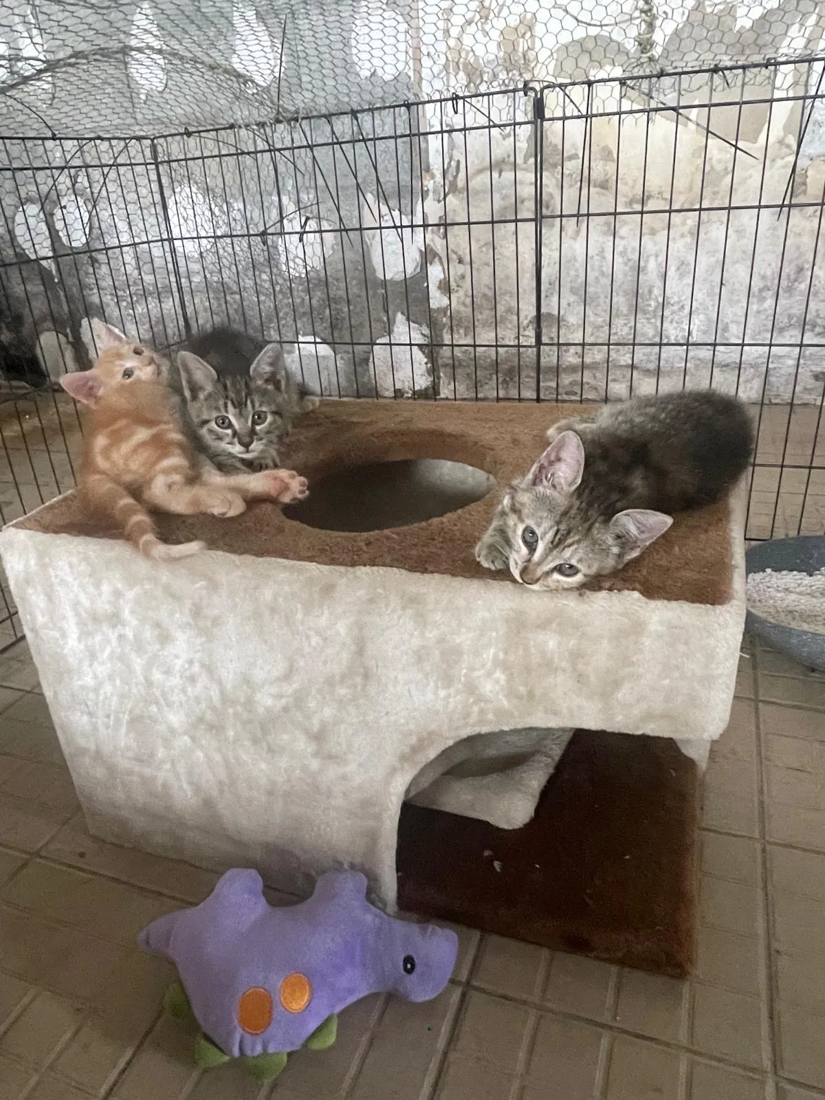 The 3Amigos